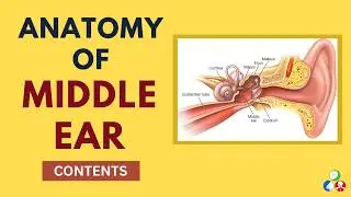 Middle Ear Anatomy - Contents