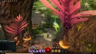 GW2 - Task - Help Danador manage his kennel - Caledon Forest
