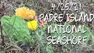 4/25/21 Padre Island National Seashore