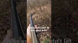 Shots Fired! Rabbit hunting with beagles!