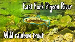 Fly Fishing the East Fork Pigeon River