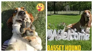😍 Basset Hound 😂 - Funny and Cute Basset Videos 2020 #5