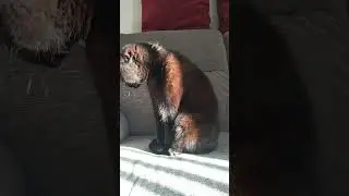 Cat chilling in the sun - this is the way #cat #catvideos