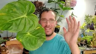 Philodendron pastazanum - Let's Repot