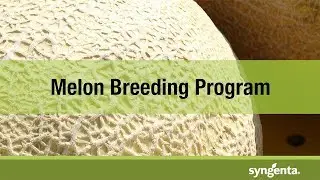 Syngenta Melon Breeding Program