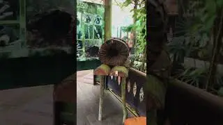 KONSERVASI BERUANG MADU DI KWPLH BALIKPAPAN | Conservation of the Sun Bear at KWPLH Balikpapan