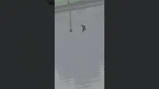 Плавающие птицы