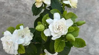 Nature&rsquo;s Perfume: The Charm of Gardenia Flowers #Beautiful #flower #Cape Jasmine #new #frangrance