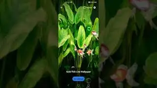 Gold Fish Live Wallpaper