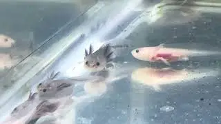 Raising axolotls. #axolotl #axolotls #aquaticpets #axolotleggs #salamander #exoticpets