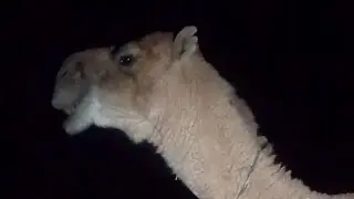 Amazing Camel Reaction Caught on Camera! 🐪🔥live!