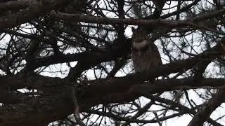 Great Horned Owls Hoot Together In A Duet 12/8/2025 in Forest Park in St. Louis, Missouri, USA