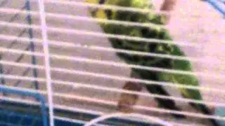 Parakeet with cancer is reunited with cagemate(1)