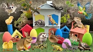 Pets: Chick, Rabbit, Mouse, Sugar Glider, Hedgehog, Guineapig, Cat, Lizard, Iguana, Gecko, Frog fish