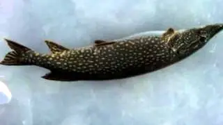 28'' Pike - Fletcher's Floodwaters, Hillman MI