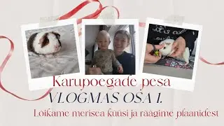 PIGMAS/VLOGMAS OSA 1/ Kuidas l&otilde;igata merisea k&uuml;&uuml;si? 