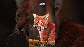 Spotting this Eurasian lynx in the wild was a dream come true #Eurasianlynx #wildlife #photography