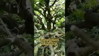 BAHAN BONSAI KEMUNING #bonsai #bonsaikemuning #bonsaiindonesia #fypシ