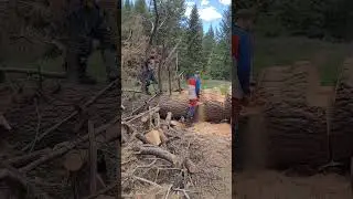 mvtma clearing big tree