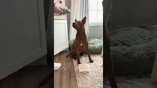 Кухонная техника Tatum