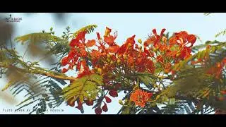 Flute cover | Bakhtiar Hossain | Epitaph | Aurthohin