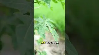 Сможем ли мы поймать рыбу, используя только ЭТО! 🎣 #шорты #рыбалка