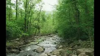 One hour Melodic Harmony: The Tranquil Sounds of a Spring River and Bird Song