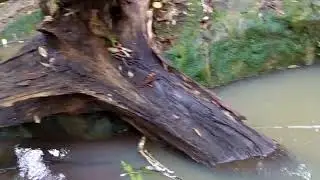 'Eua island, Tonga, stream in the forest