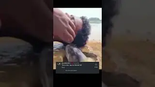 Funny Fish telling in mans ear 👂🐟 #shorts #funnyfish #viralanimals #viral #animals