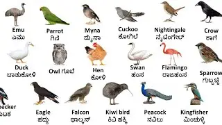 Bird's Name in English and Kannada//birds vocabulary//ಪಕ್ಷಿಗಳಿಗೆ ಇಂಗ್ಲಿಷ್ ಮತ್ತು ಕನ್ನಡದಲ್ಲಿ ಹೆಸರು