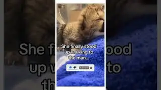 Helicopter Rescue Saves Pregnant Cheetah & Her Cub!
