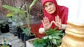 PANEN SAYURAN DAUN SINGKONG DI DEPAN RUMAH ||  LUMAYAN
