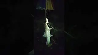 umpan andalan ikan bekel/baung #mancingmania #mancing #umpanmancing #ikansungai