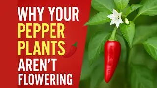 Why Your Pepper Plants Aren&rsquo;t Flowering 🌶️ How to Fix It Before It&rsquo;s Too Late!