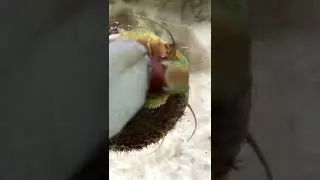 Saltwater snail