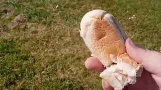 I went down the Gravesend park to feed the pigeons and the geese