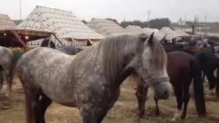Arabian-barb horses in Skhirat Fantasia festival