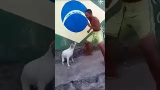 Perro Loco: Sin Freno 🚀 #funny #artificialintelligence #cumbia #bafrai  #dogmemes #meme #latino