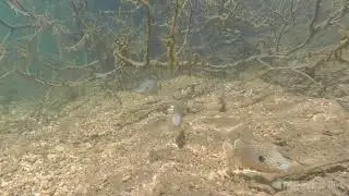 Indian Creek Chronicles: Longer Sunfish Nests