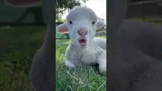 #funny #animal #funnyanimals #cat #goat #135 #rires #chevre chevre