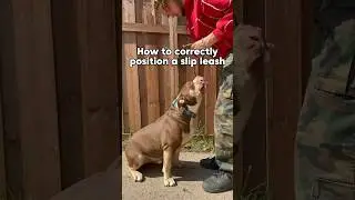 How to correctly wear a slip leash on your dog. #dog #bullybreed #leash