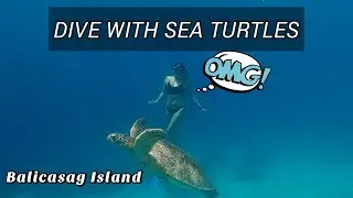 THE BEST DIVE SITE || BALICASAG ISLAND