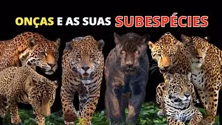 TODAS AS SUBESP&Eacute;CIES OU RA&Ccedil;AS DO FELINO ON&Ccedil;A (Panthera onca)