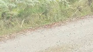 first snake sighting this year ￼