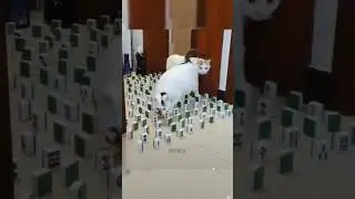Kucing punya kemampuan direct registration