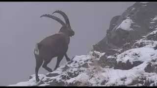 ALPINE IBEX CLOSE ENCOUNTER SLOWMOTION