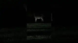 Creepy Deer #creepy #deer #scary