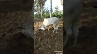 Arangal dhurugam raaja naagam killer bull