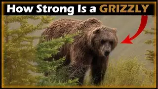 How Strong is a Grizzly Bear?