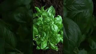 Time lapse of basil plant growth 4kvideo